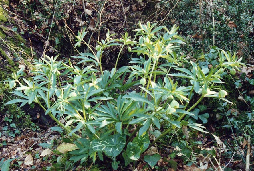 Helleborus viridis photo